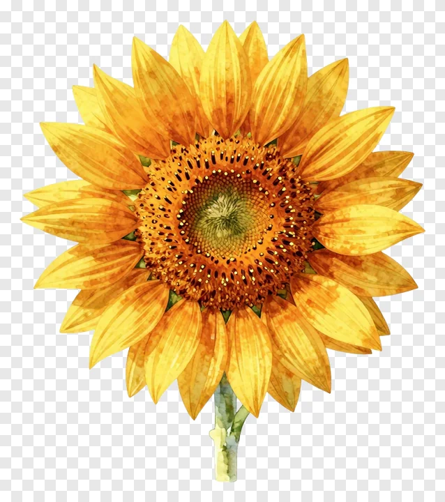 A watercolor painting of a sunflower with textured petals.