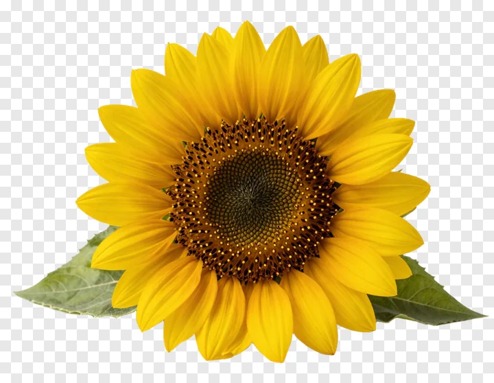 A sunflower with green leaves on a white background.