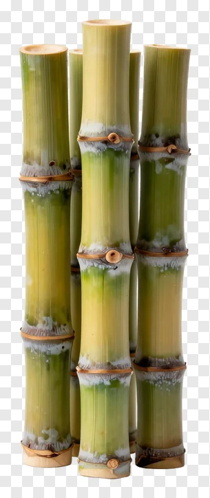 Five sugarcane stalks clustered together.
