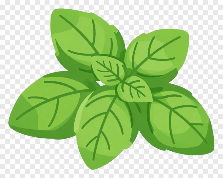 Cluster of fresh basil leaves.