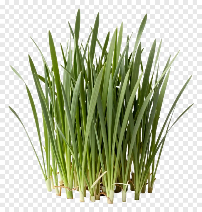 A bundle of fresh green grass blades with roots.