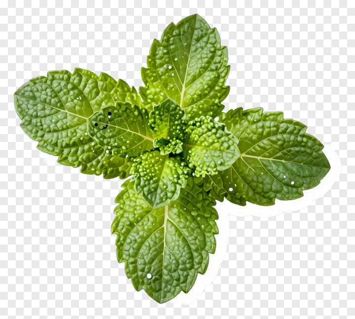 A sprig of fresh mint leaves with dew droplets.