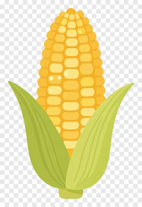 A golden corn on the cob with green husks.
