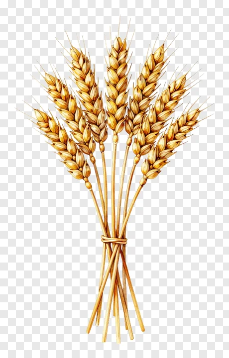 A tied bundle of golden wheat stalks.