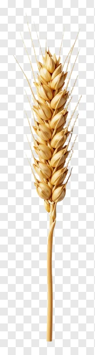 A single golden wheat sheaf with detailed grains and awns.