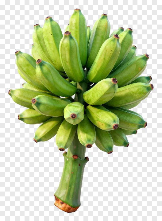 A cluster of green bananas on a stalk.