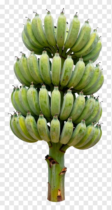 A cluster of green bananas on a stalk.