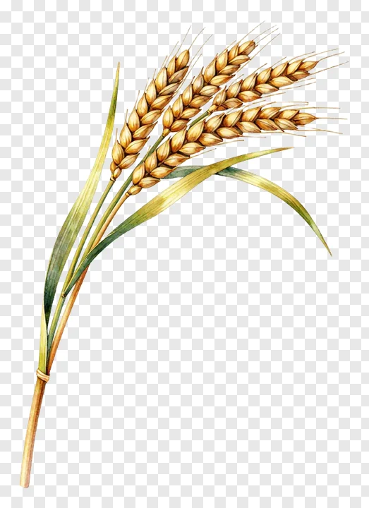A watercolor painting of a wheat sheaf with golden ears and green leaves.