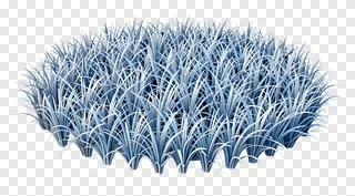 A clump of blue gradient kash grass.