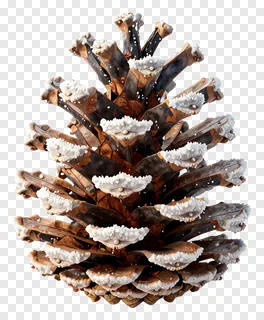 A bronze pinecone covered in frost.