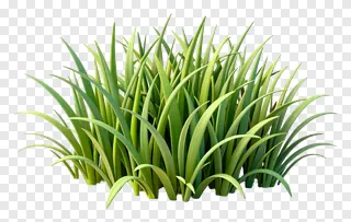 A clump of green grass with varied blade lengths.