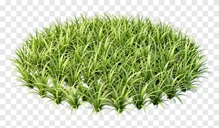 A clump of vibrant green kash grass.