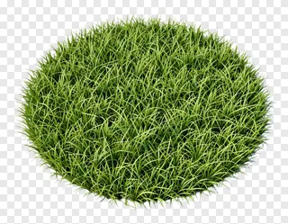 A clump of vibrant green grass.