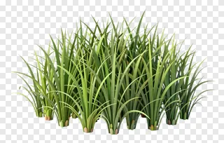 A 3D-rendered clump of vibrant green kash grass.