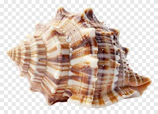 A spiky brown and white shankh conch shell.