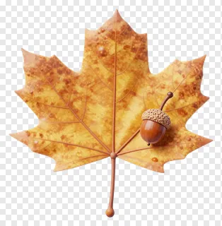 A maple leaf with an acorn on it.