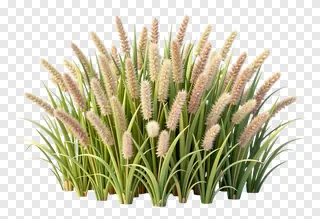 A clump of kash grass with beige seed heads and green blades.