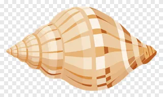 A beige and cream striped shankh conch shell.
