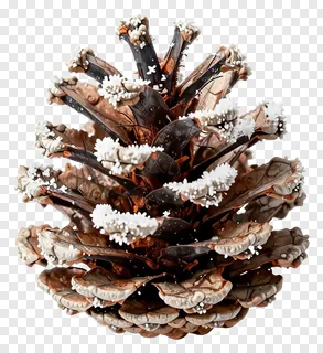 A bronze-colored pinecone with frost on its scales.