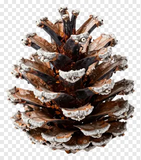 A bronze pinecone with frost on its edges.