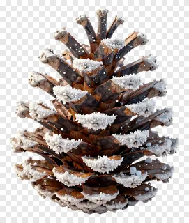 A bronze pinecone with snowy edges.