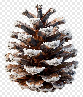 A detailed pinecone covered in frost.