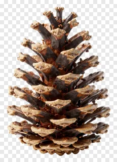 A brown pinecone with open scales.