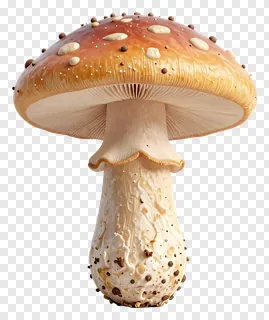 A mushroom with a speckled cap and textured stem.