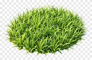 A clump of vibrant green grass.