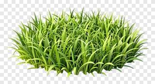 A clump of vibrant green grass.