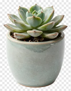 A succulent in a ceramic pot.