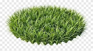 A clump of vibrant green grass.