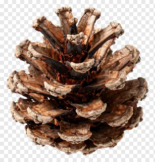 A dried pinecone with open scales.