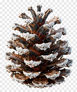 A pinecone covered in frost.