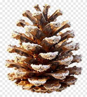 A pinecone with frost on its scales.
