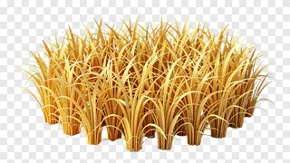 A 3D-rendered clump of golden kash grass.