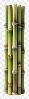 A group of green bamboo stalks with nodes.
