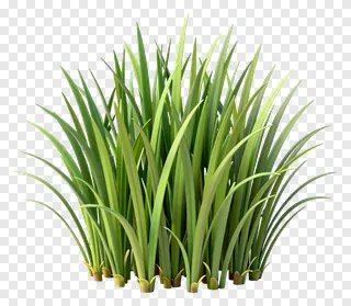 A 3D-rendered clump of green grass.