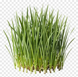 A clump of green grass with visible roots.
