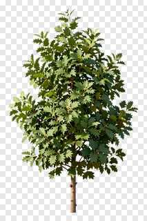 A green leafy tree with a slender trunk.