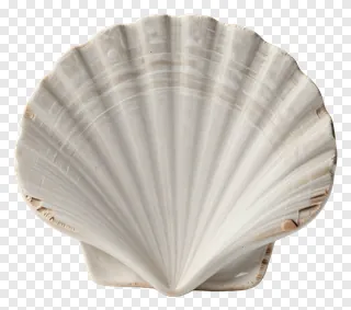 Hand-thrown clay seashell slice with scalloped edge.