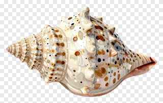 Hand-thrown clay seashell with brown and white speckles.