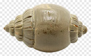 Hand-thrown clay seed pod with textured ridges.