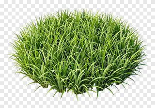 A clump of green grass with blades pointing in different directions.
