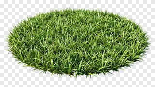 A rounded patch of green grass.