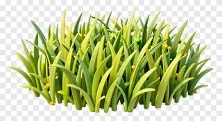 A clump of vibrant green kash grass with orange seed heads.