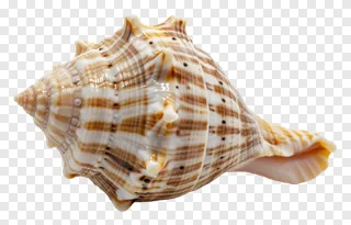 A shankh conch shell with striped pattern.