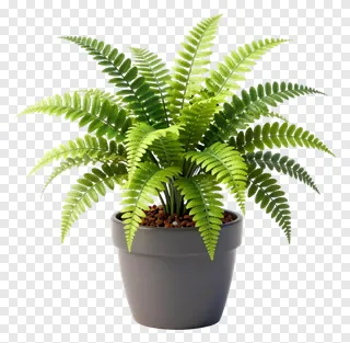 A potted fern with vibrant green fronds in a gray container.