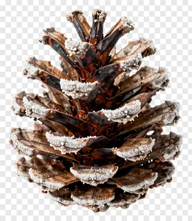 A bronze pinecone with frost on its scales.