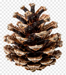 A brown pinecone with open scales.